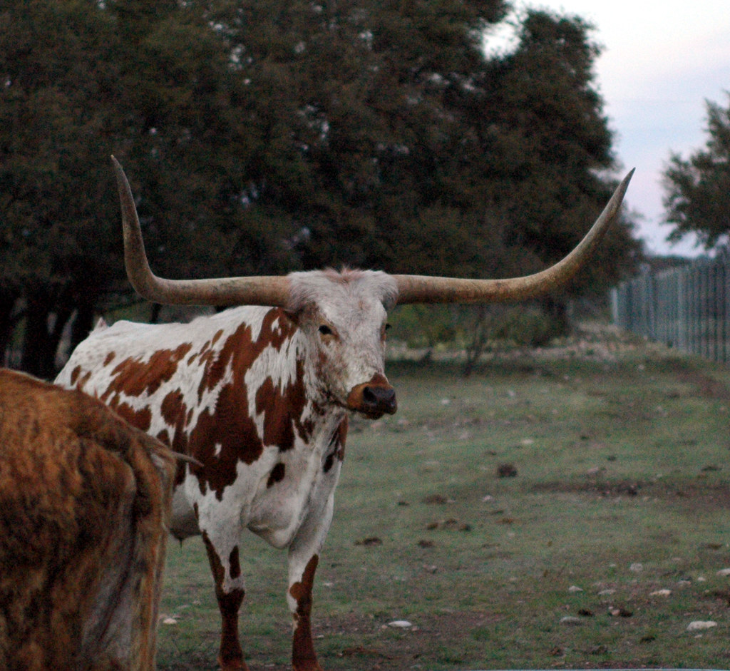 Texas Longhorn Steer One of several longhorn steers along … Flickr