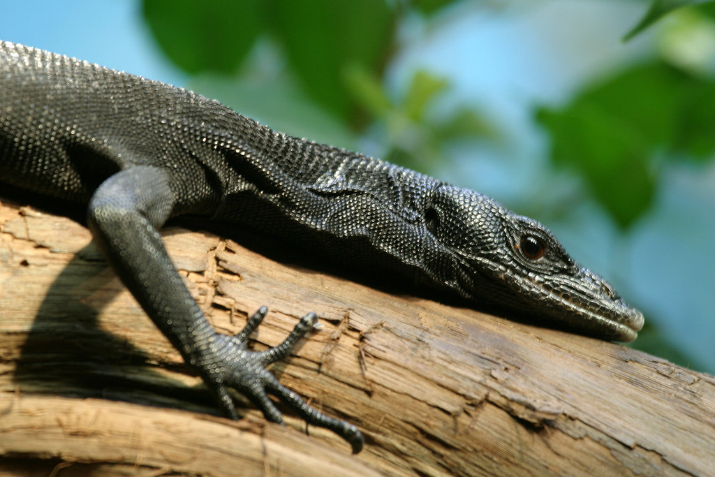 Black Tree Monitor Lizard (Varanus beccarii) Steve