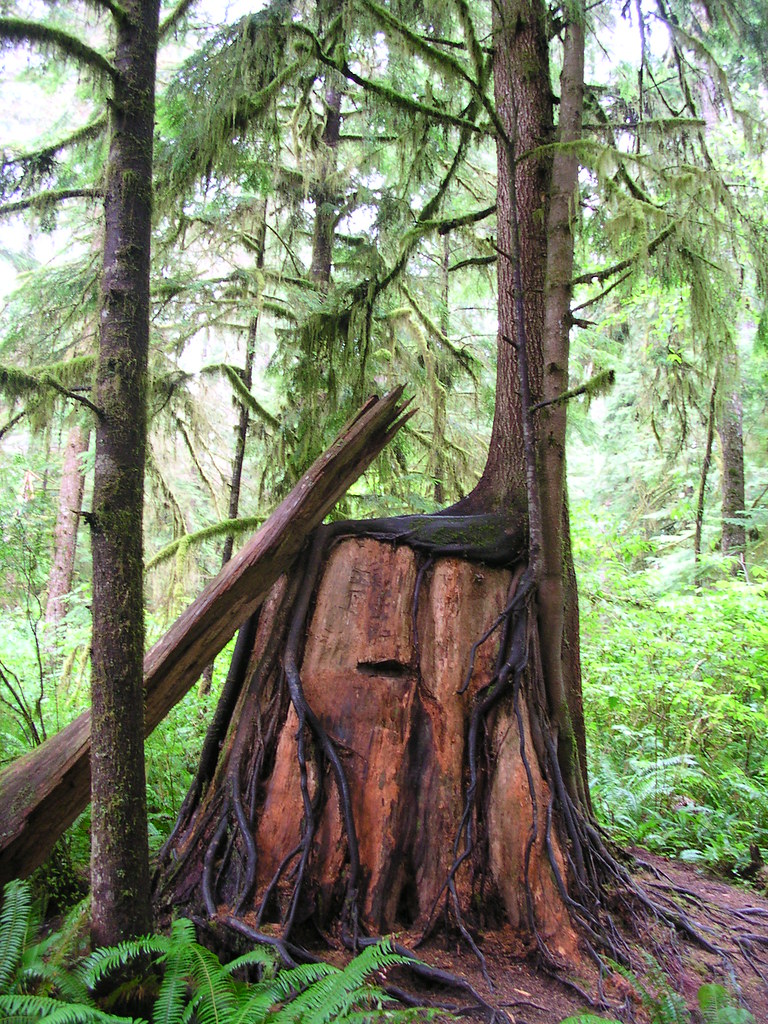 Western Hemlock growing from nurse log stump Western hemlo… Flickr