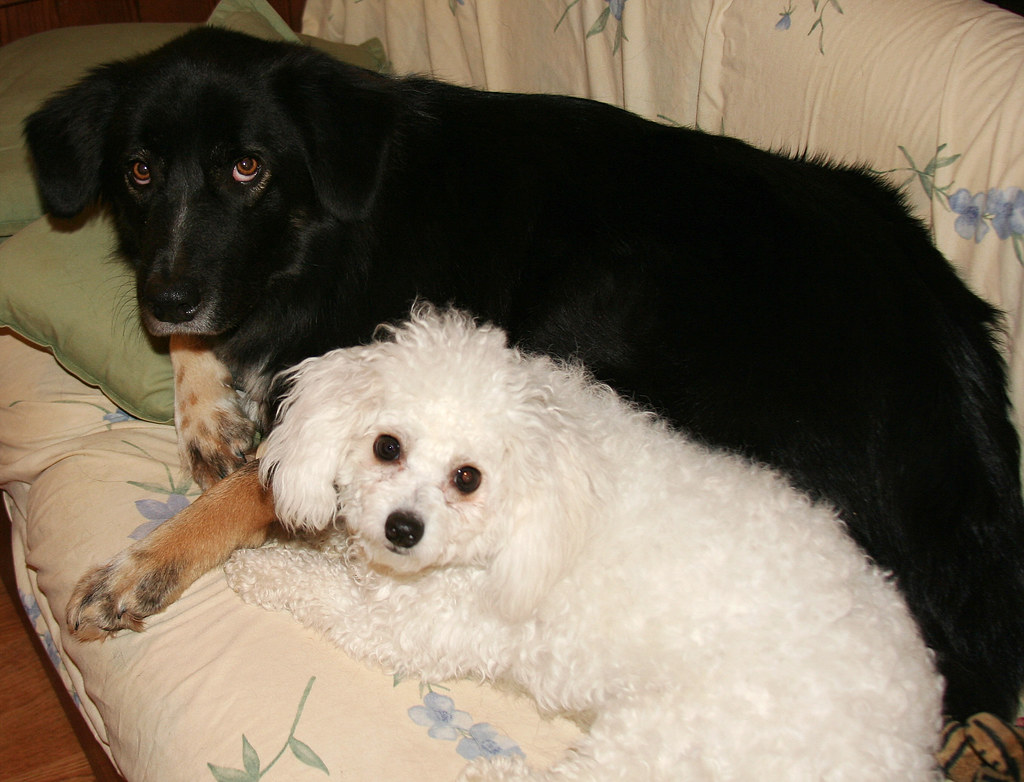 Black and White Zak (Border Collie x Tibetan Mastiff
