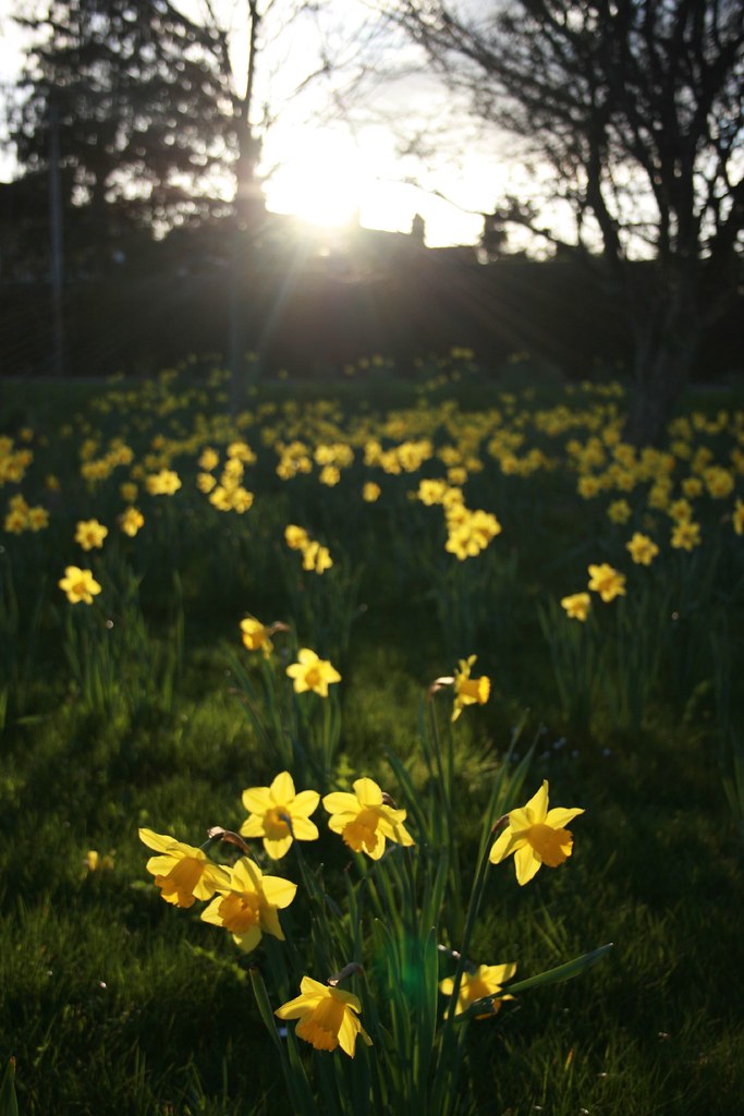 Tuft of Flowers Neil Flickr