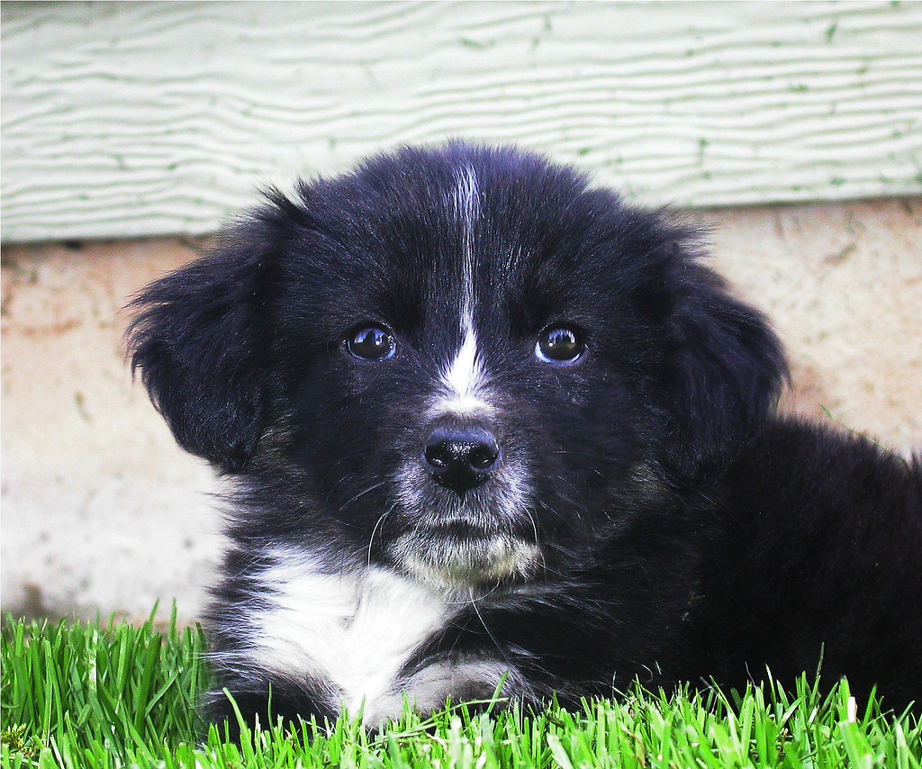 Precious face Border Collie x Tibetan Mastiff. The runt