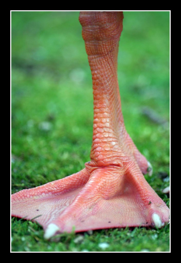 La pata del pato Pues eso xD Gema Fernandez Flickr