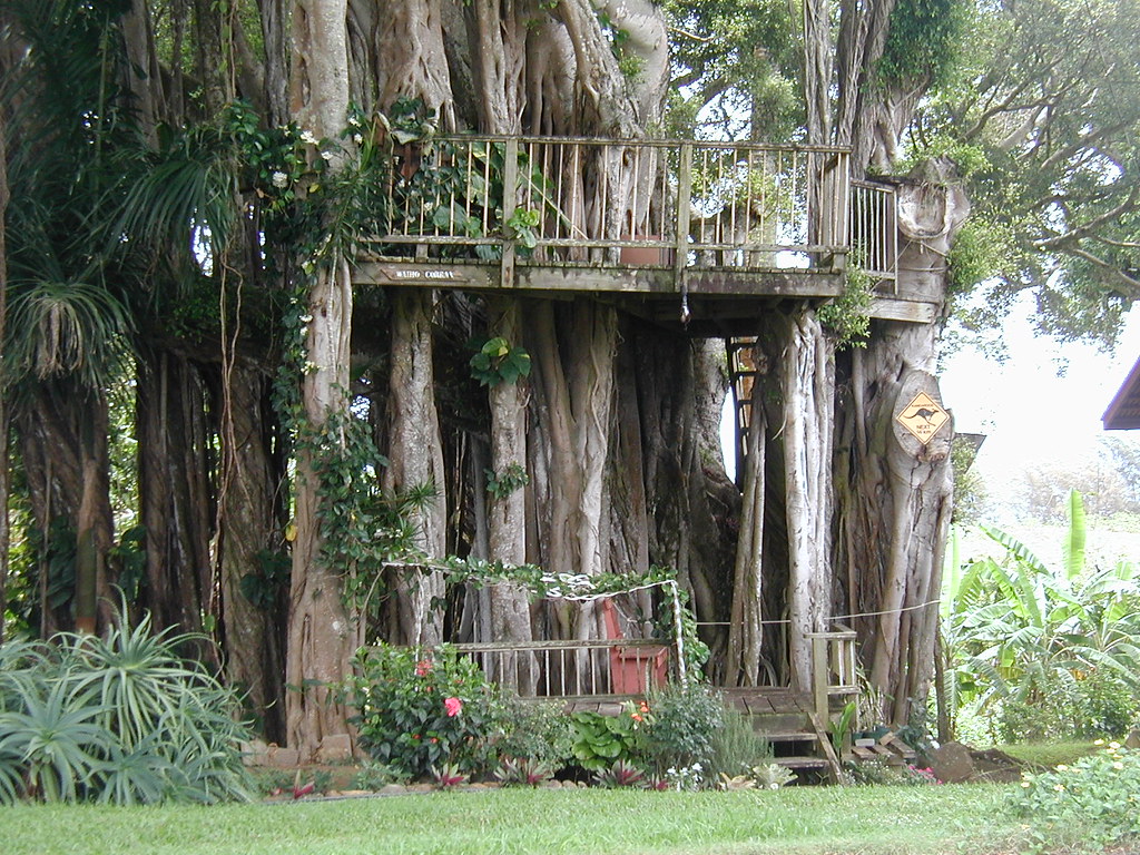 Tree House ever go to oahu? how about the road to hana? if… Flickr