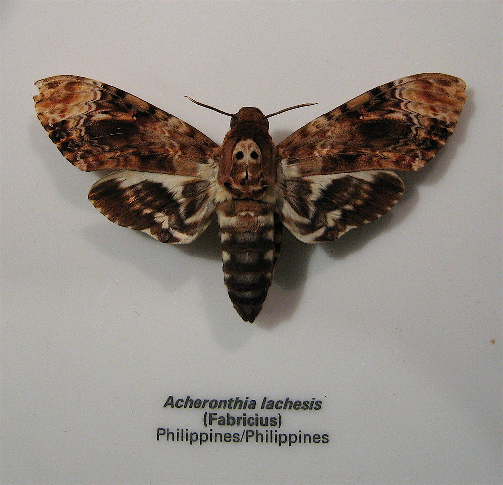 death's head moth reminds me of "Silence of the Lambs" whalt Flickr