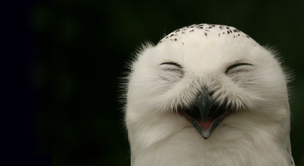 Happy Snowy Owl A very happy and content snow owl... Its a… Flickr