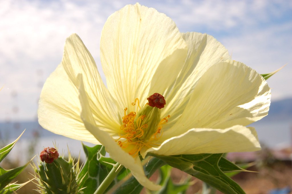 Backyard Backlit Yellow Thorny Flowering Weed Lake Chapala… Flickr