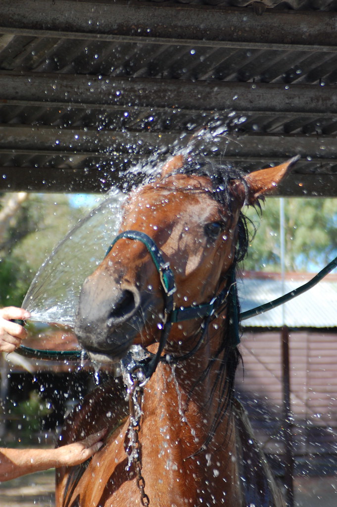 Hosing down time Hosing down our horse www.twodogzphotogra… Flickr
