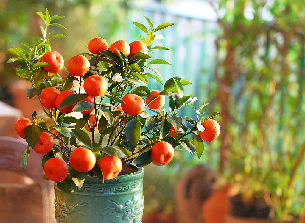 "kiatkiat" the lucky money plant this is the money tree c… Flickr