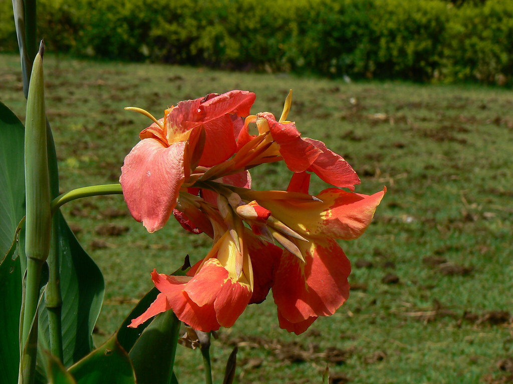 Canna x generalis Common name Canna Lily, Indian Shot, {K… Flickr