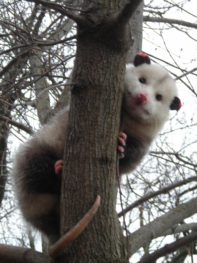 Opossum Warm winter weather brought this opossum out on a … Flickr