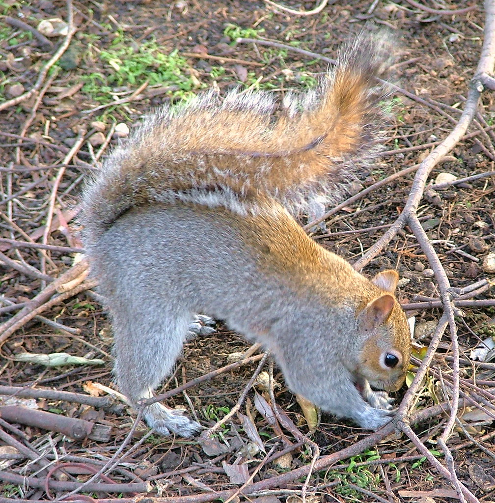 St James Park, London, England Squirrel Hiding Nuts Fe… Flickr