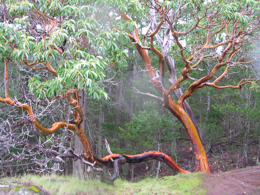 Madrone Tree Madrone Tree Puget Sound is ringed with these… Flickr