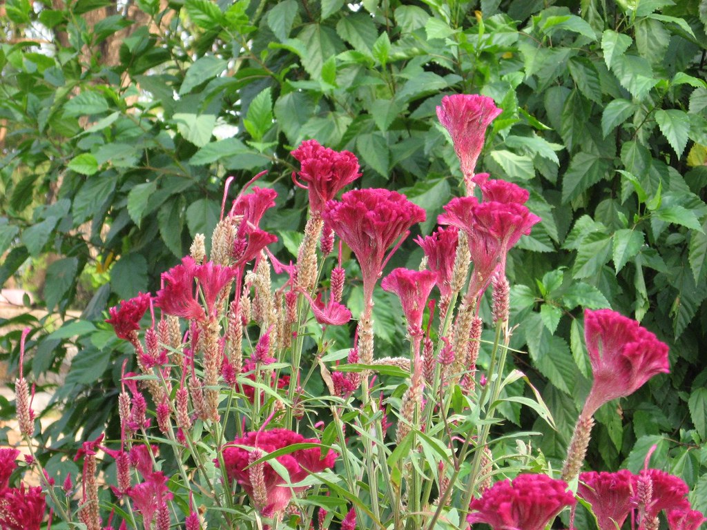 Common name Lalmurga लाल मुर्ग़ा (Hin… Flickr