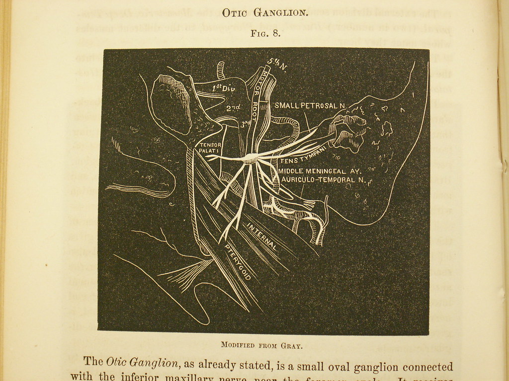 The Otic Ganglion Modified from Gray M'Quillen JH. The A… Flickr