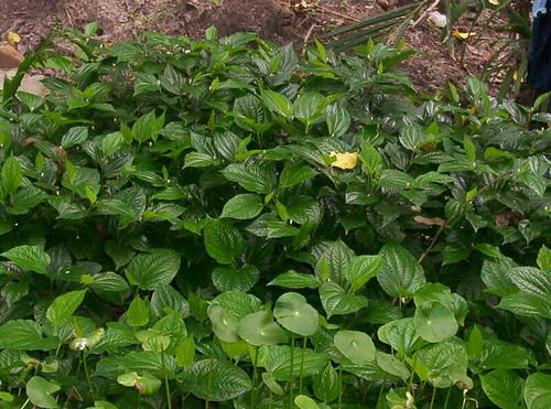 Piper sarmentosum Alchetron, The Free Social Encyclopedia