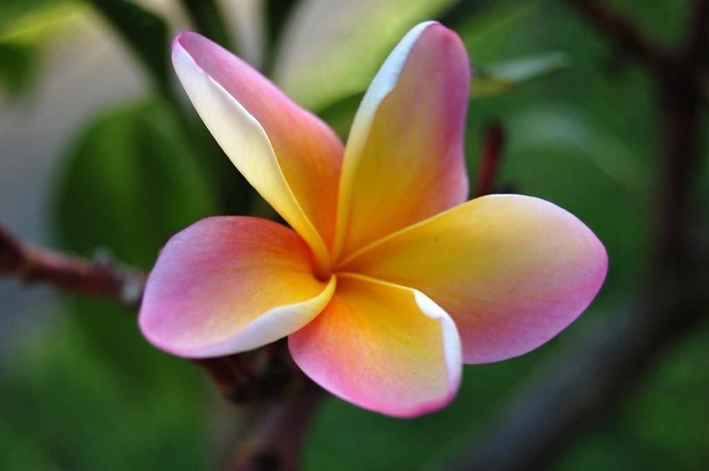 Frangipani fruit salad Taken in my front yard. My Mum gave… Flickr