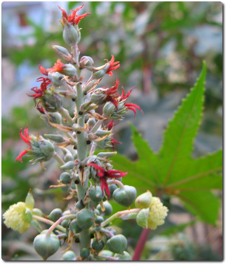 Castor Bean Flowers Common name Castor bean, Castor oil p… Flickr