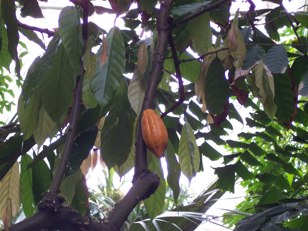 Kew Gardens Cocoa Plant At The Palm House