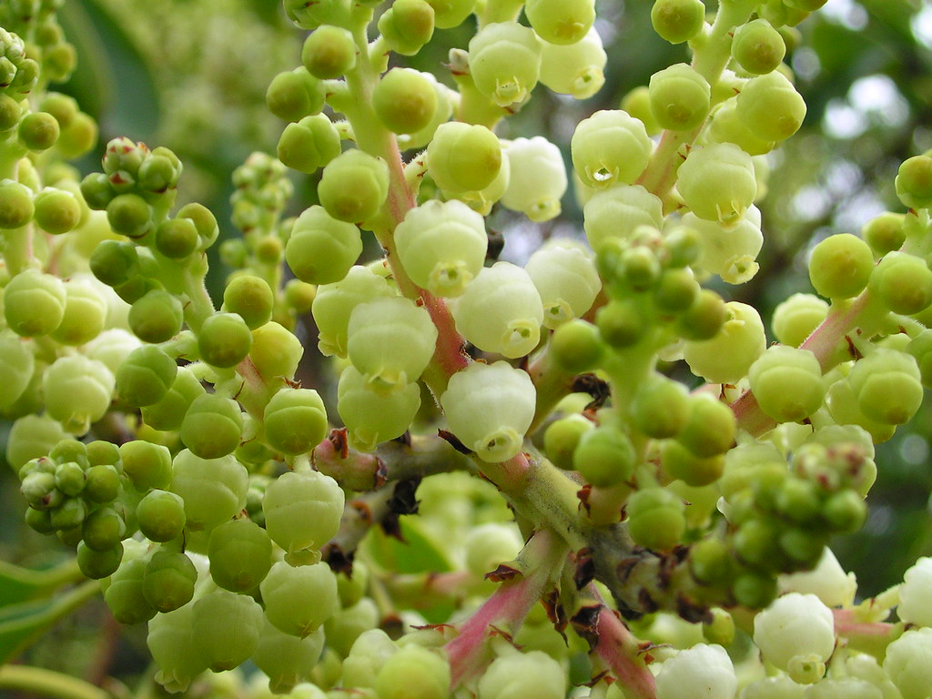 Madrone Tree flowers Washington Park Madrone Tree flowers … Flickr