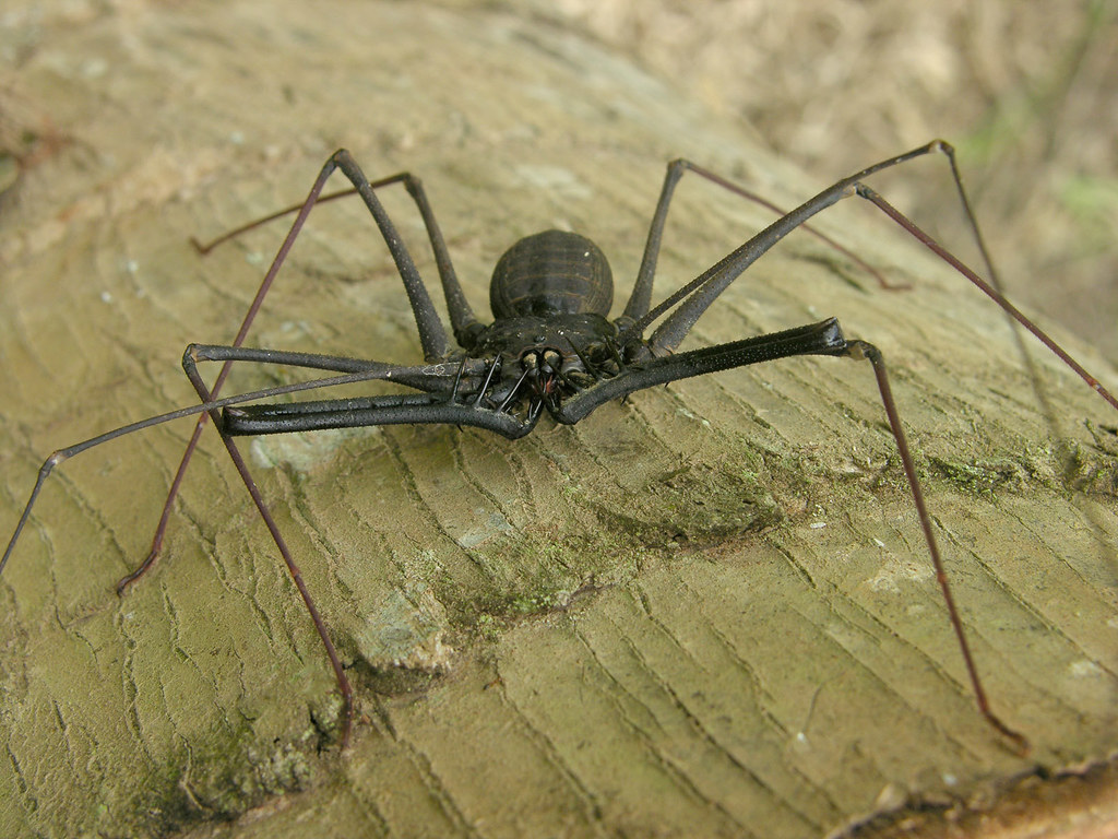 Large whip spider (Heterophrynus cf cervinus), Ecuador Flickr
