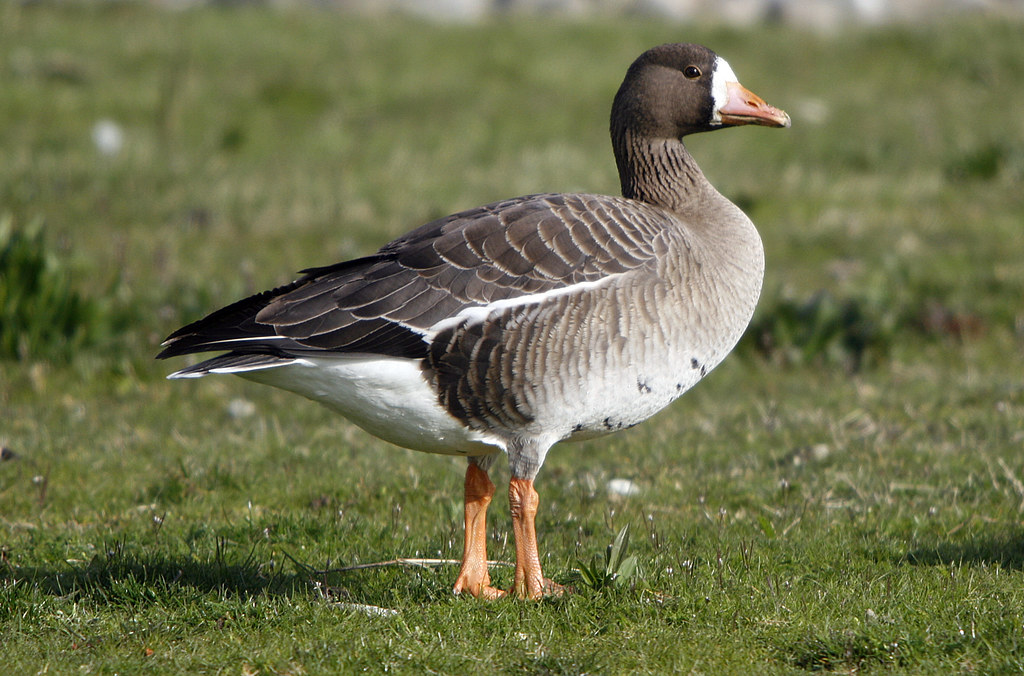Greater Whitefronted Goose This is the least common goose… Flickr