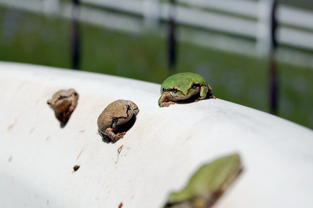 hot tub frogs Frogs sensing impending doom. No worries; I … Flickr