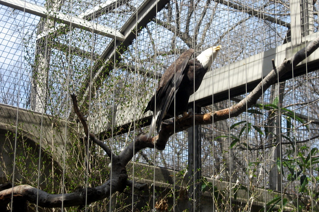 NYC Bronx Bronx Zoo Birds of Prey American Bald Eag… Flickr