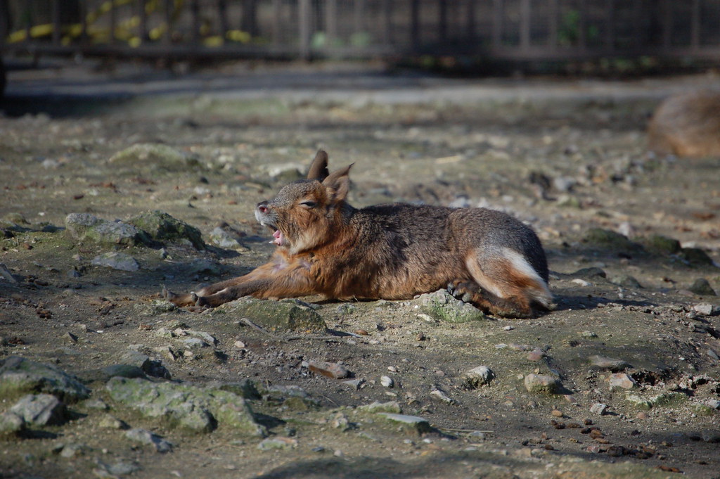 Rabbit Deer A yawning animal from australia. looks like