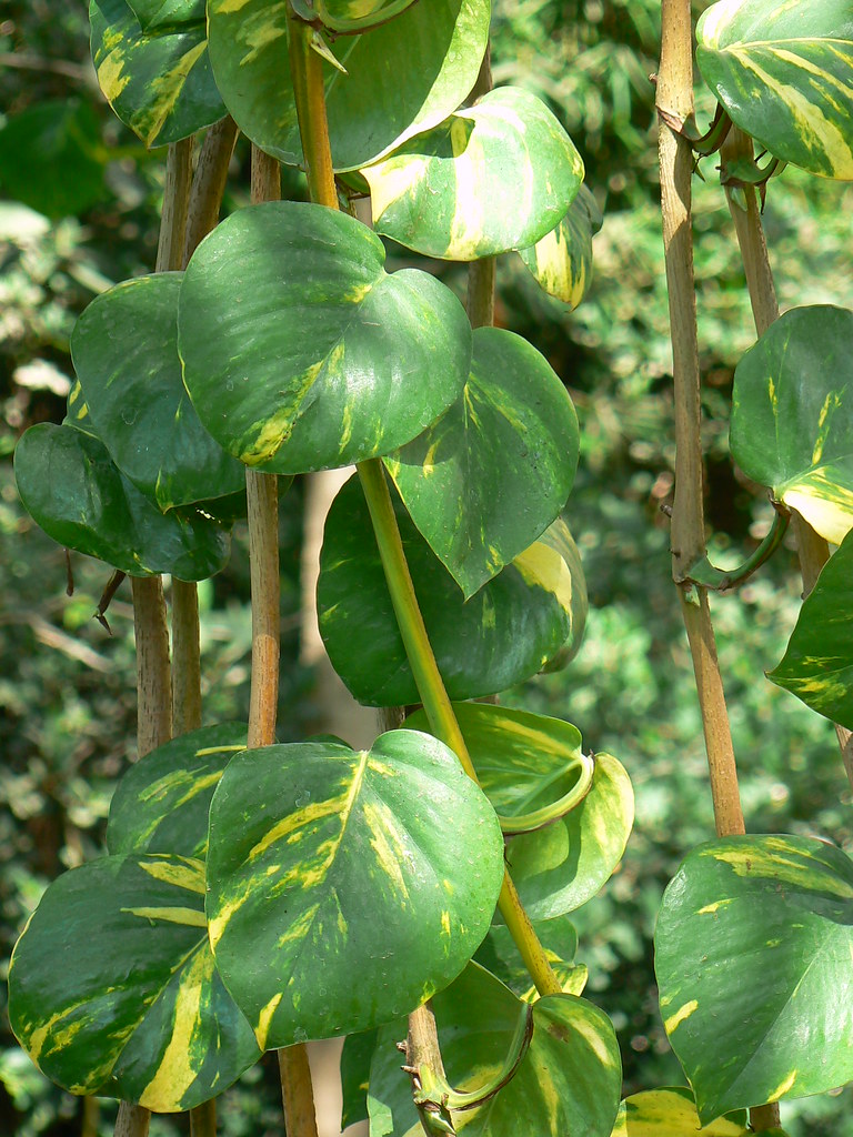 Epipremnum aureum Common name Devil's Ivy, Golden Pothos,… Flickr