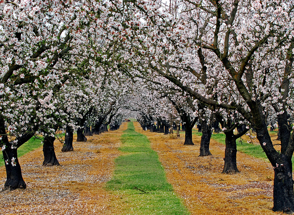 Almond Grove 047 Escalon, CA [Beginning of Shooting Dat… Flickr