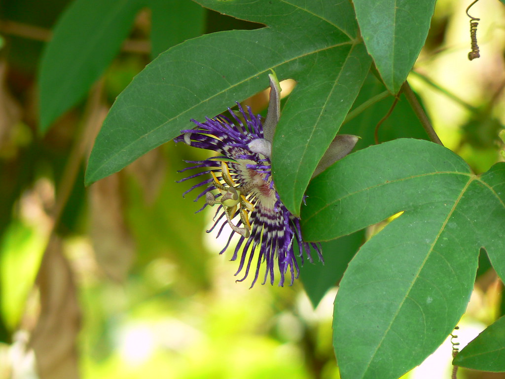 Flor de Pasión (in Spanish) Passifloraceae (passion flower… Flickr