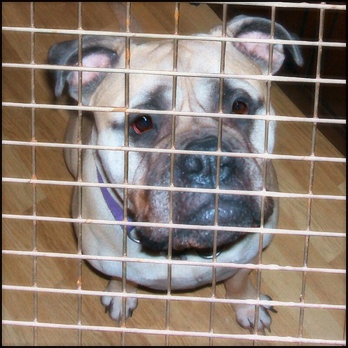 The Face Dog Pound For Lamerie and the Weekly … Flickr