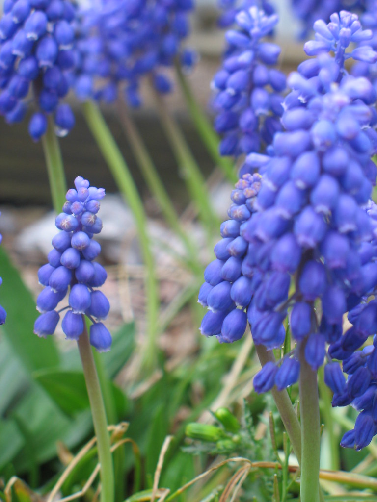 pretty purple bell flower/weed things BelovedMuerto Flickr