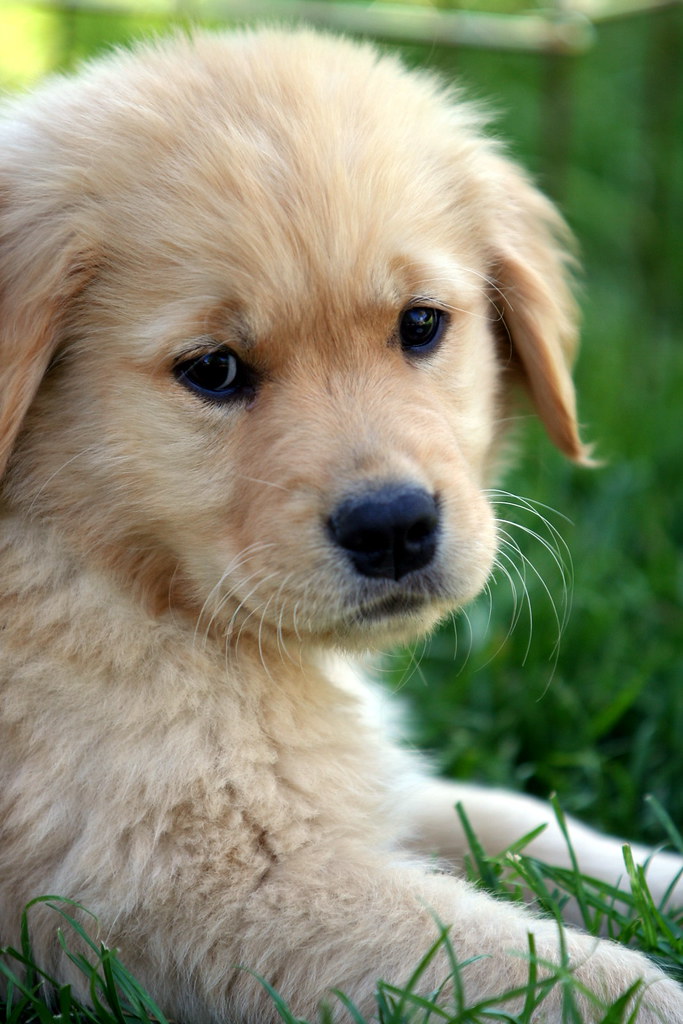 Puppy Dylan Our Golden Retriever Puppy at 10 Weeks of Age.… Flickr