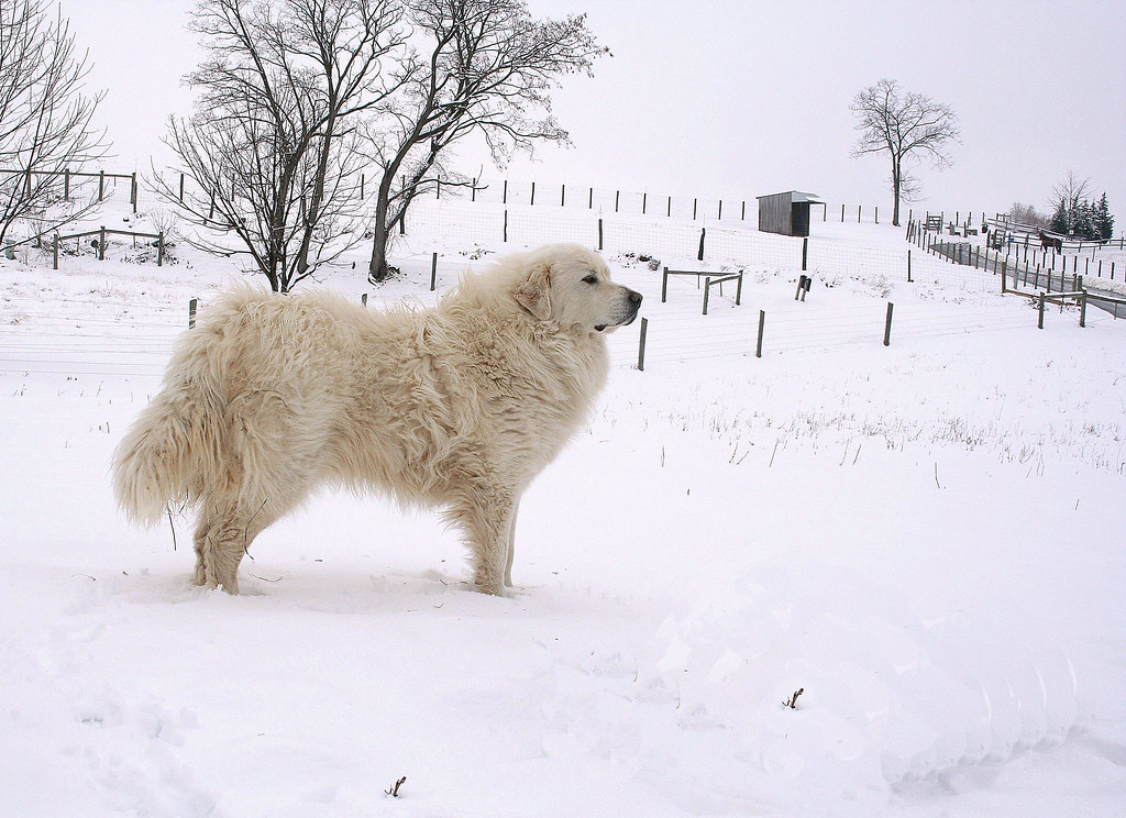 Snow dog My Great Pyrenees livestock guardian dog, Flickr