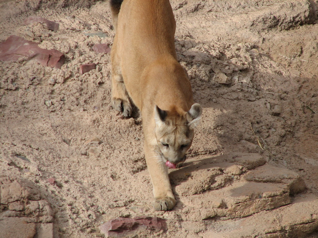 Cougar Nice big paws Josh More Flickr