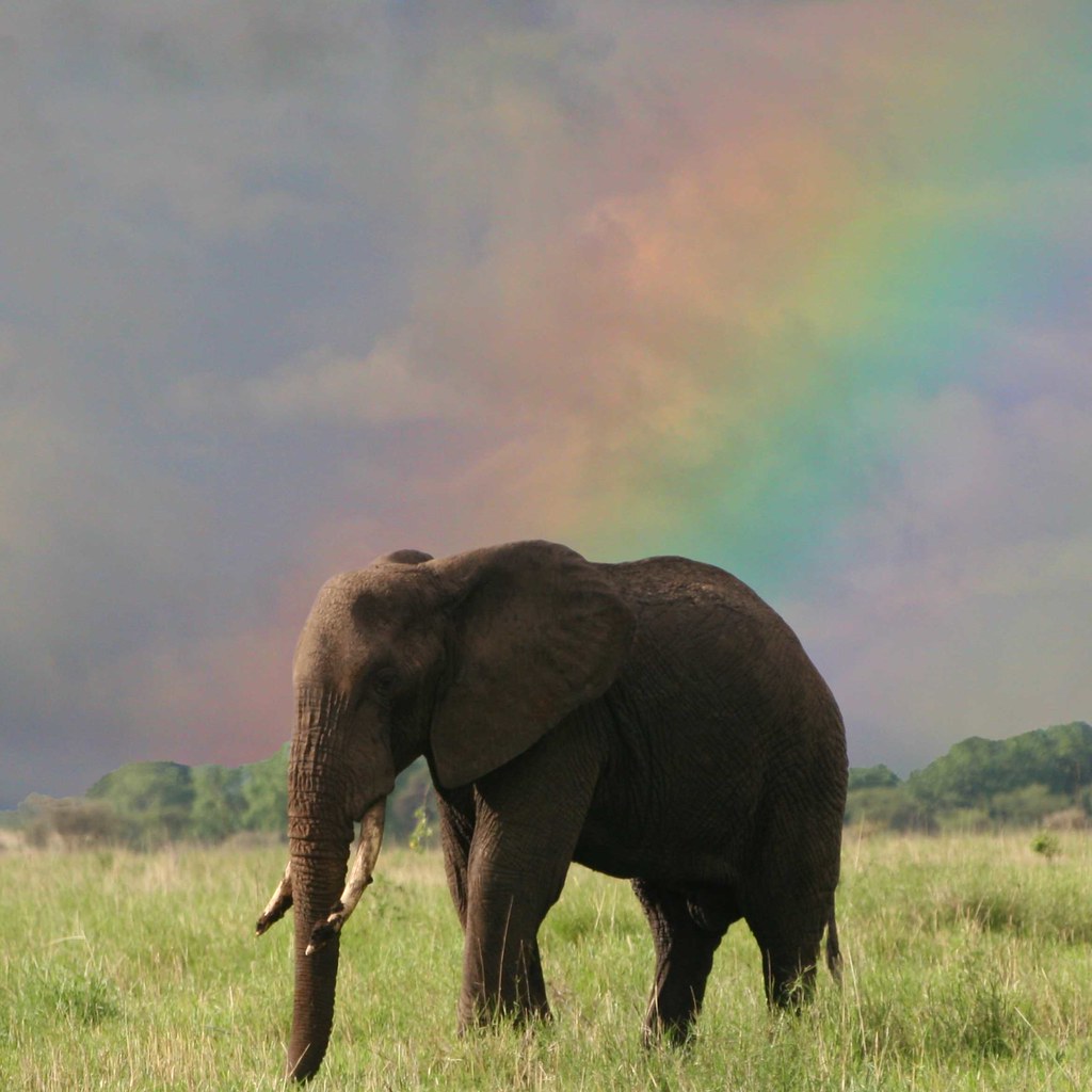 Rainbow Elephant A dramatic rainbow appears behind an elep… Flickr