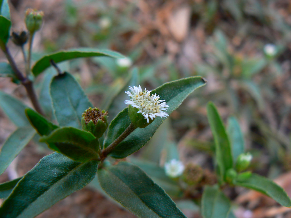 Kesharaja (Sanskrit केशराज) Botanical name Eclipta