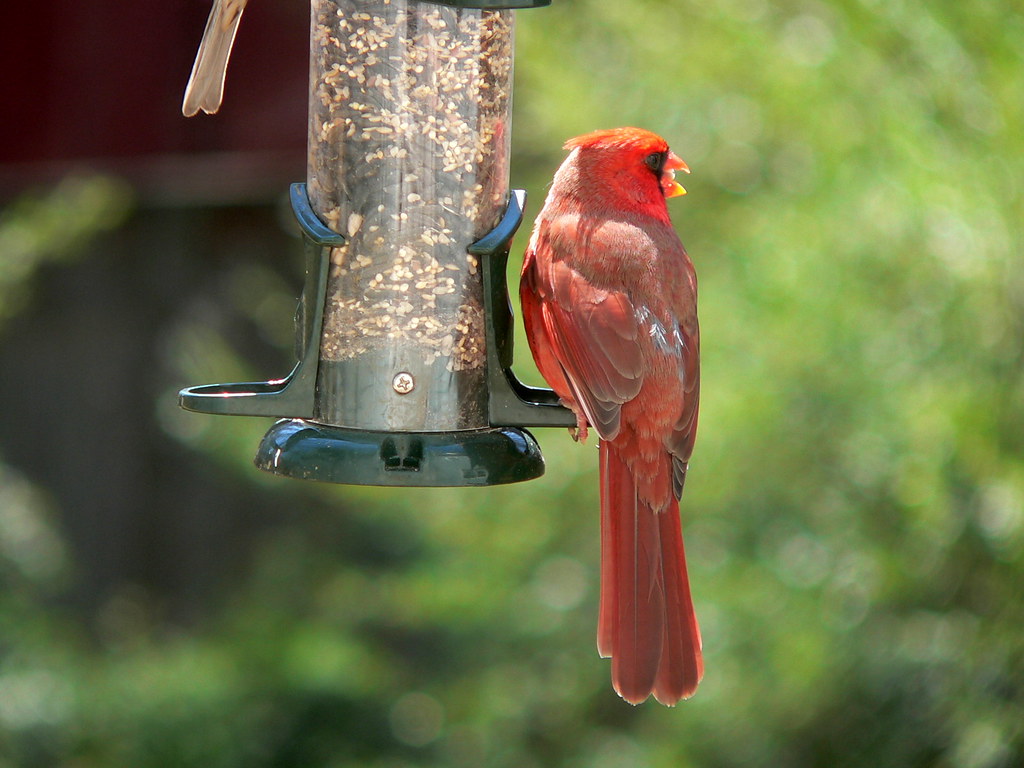Cardinal on the bird feeder A cardinal on the bird feeder … Flickr
