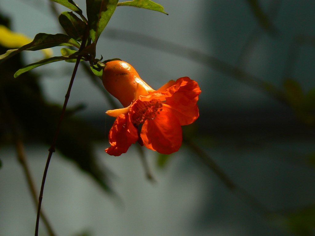 Punica granatum L. Common name Pomegranate, Anar अनार (Hi… Flickr