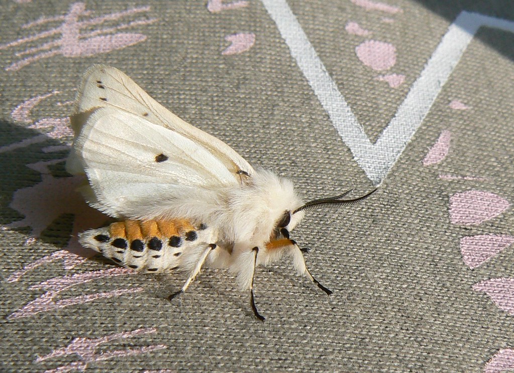 The road of the white ermine moth Young moth from the spec… Flickr