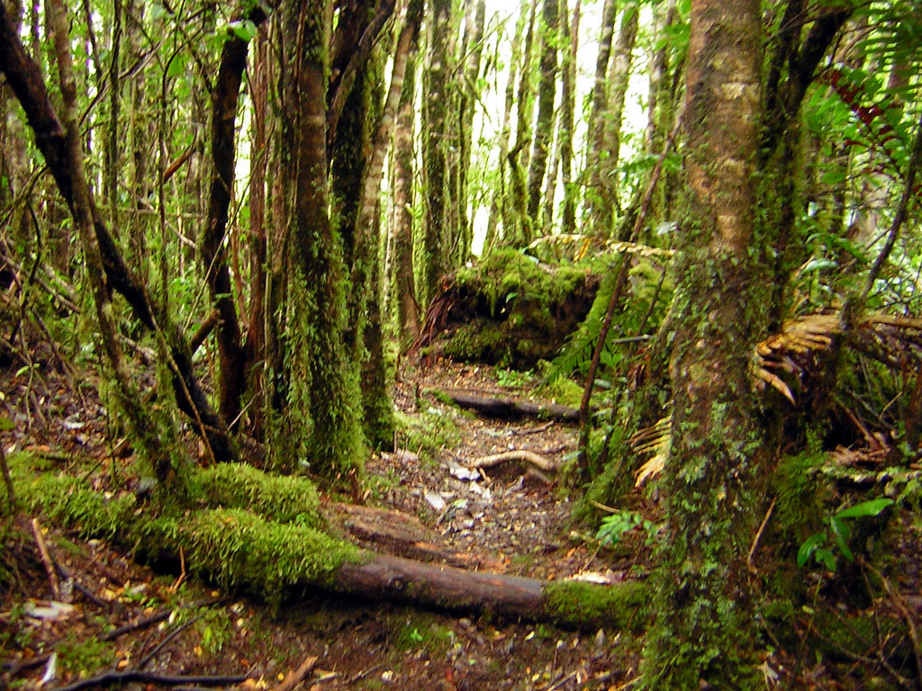 Bosque templado lluvioso Francisca Galvez Vidal Flickr
