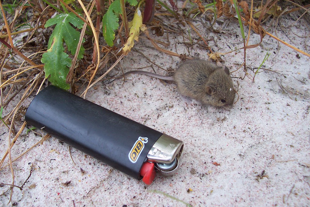 Australian Hopping Field Mouse View On Black Size comparas… Flickr