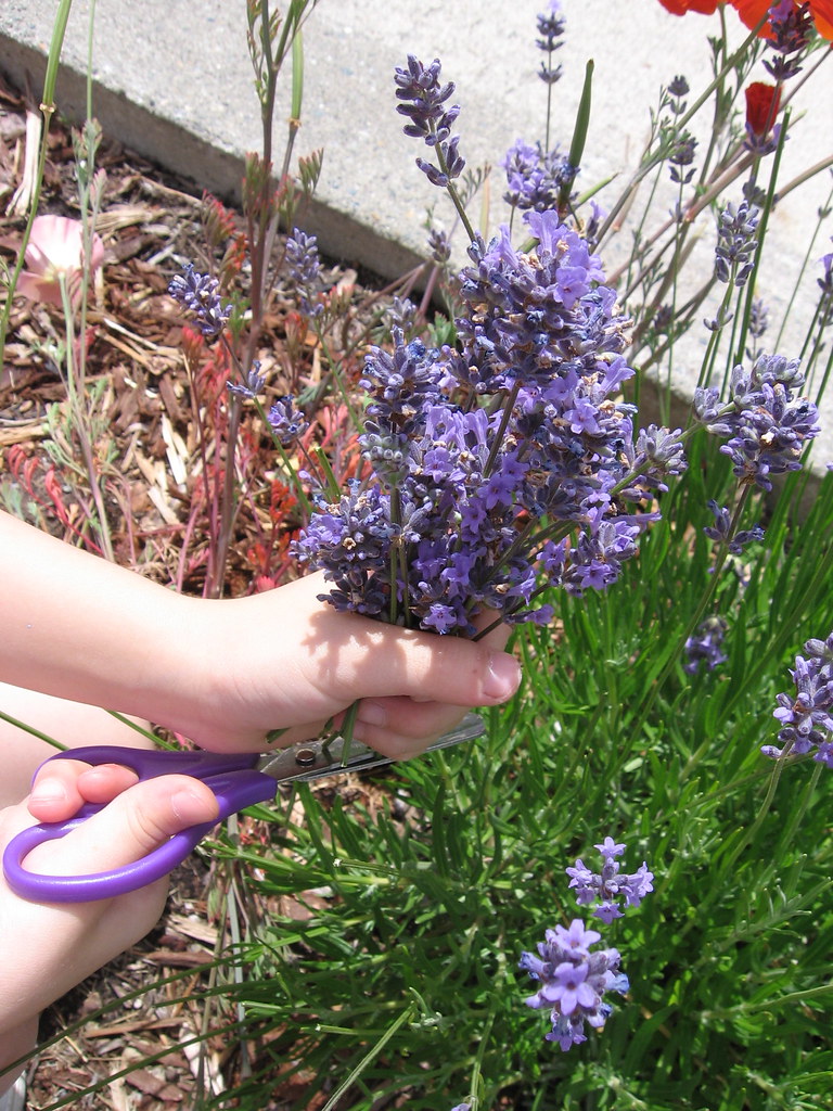 Cutting lavender Mom decided to go outside and my sister A… Flickr
