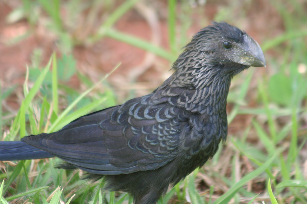 Anu preto Pássaro preto Smoothbilled Ani (Crotophaga … Flickr