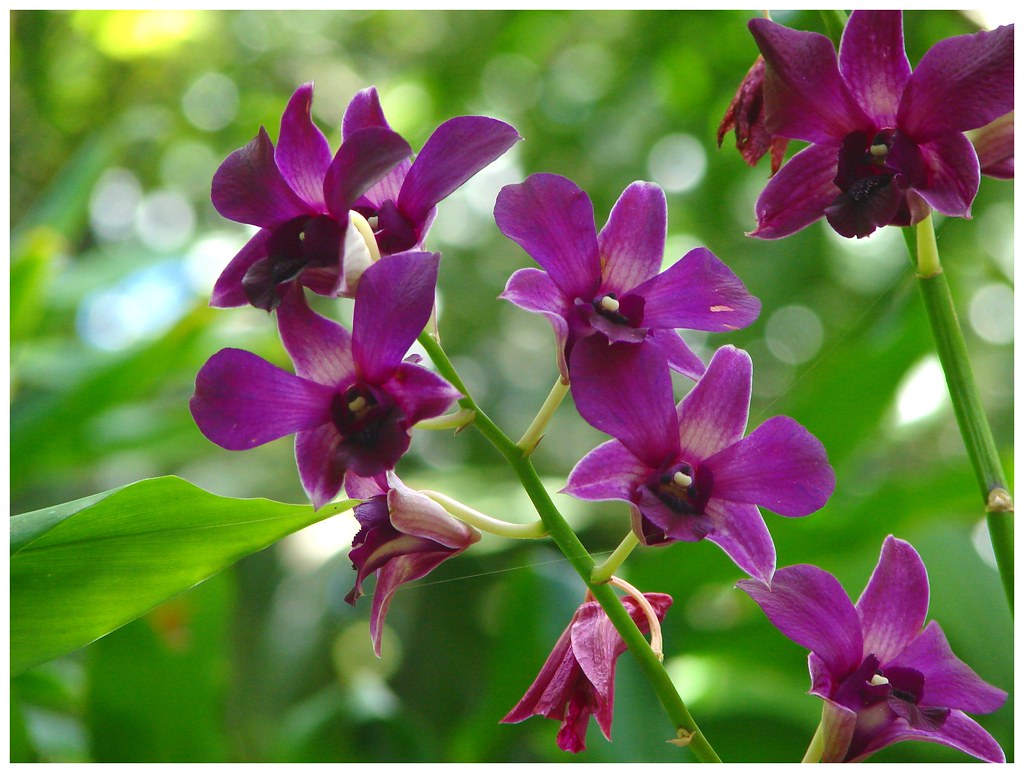 Cooktown Orchid (Vappodes phalaenopsis) Cooktown Orchid … Flickr