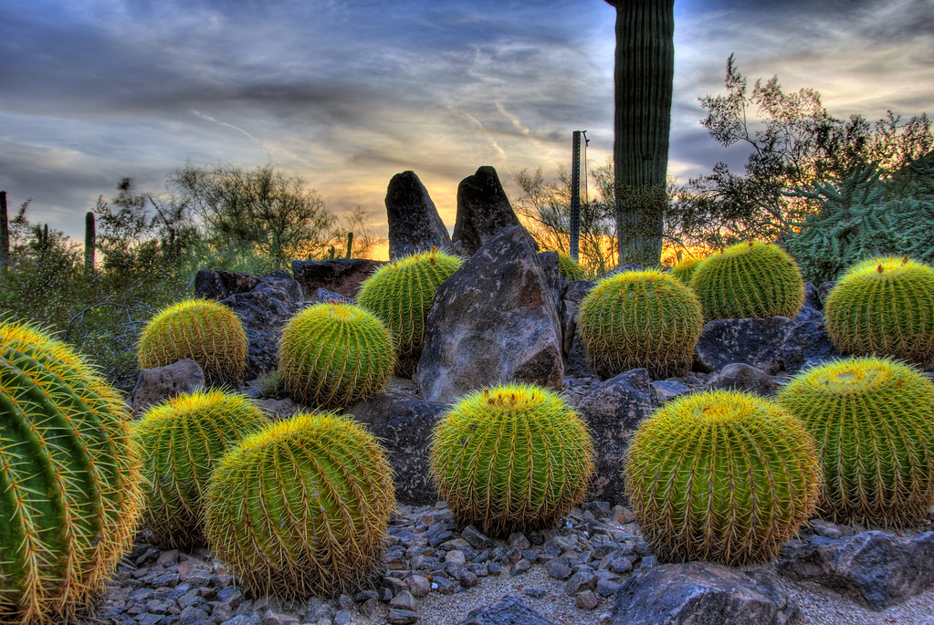 Barrel Cactus At the Desert Botanical Garden, Phoenix, AZ Ash Mehta