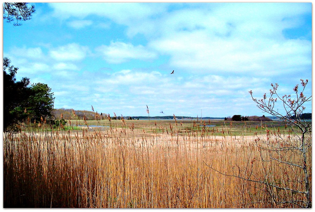 Aong the Audubon Trail at Eastham, Cape Cod, Massachusetts… Flickr