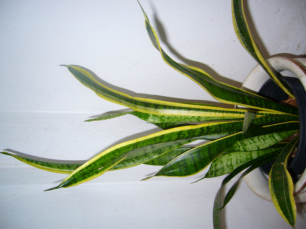 lengua de vaca, Sansevieria trifasciata laurenti Planta co… Flickr